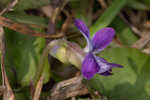 Alpine violet